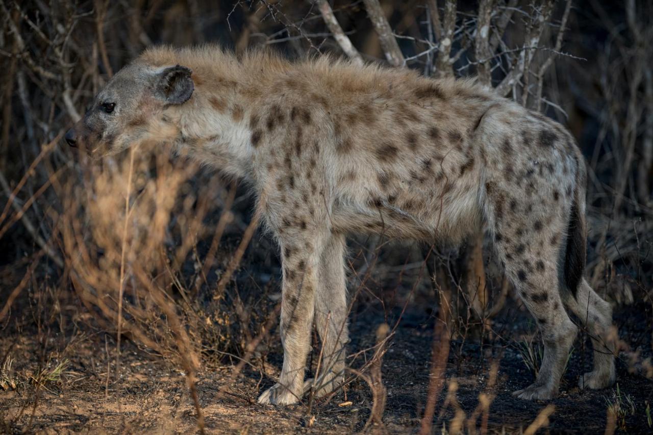 Nkuhlu Tented Camp Скукуза Экстерьер фото