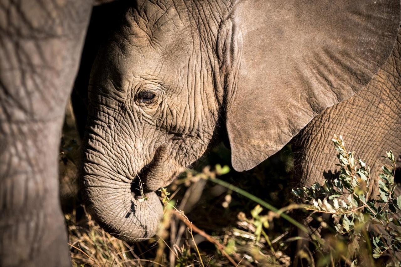 Nkuhlu Tented Camp Скукуза Экстерьер фото