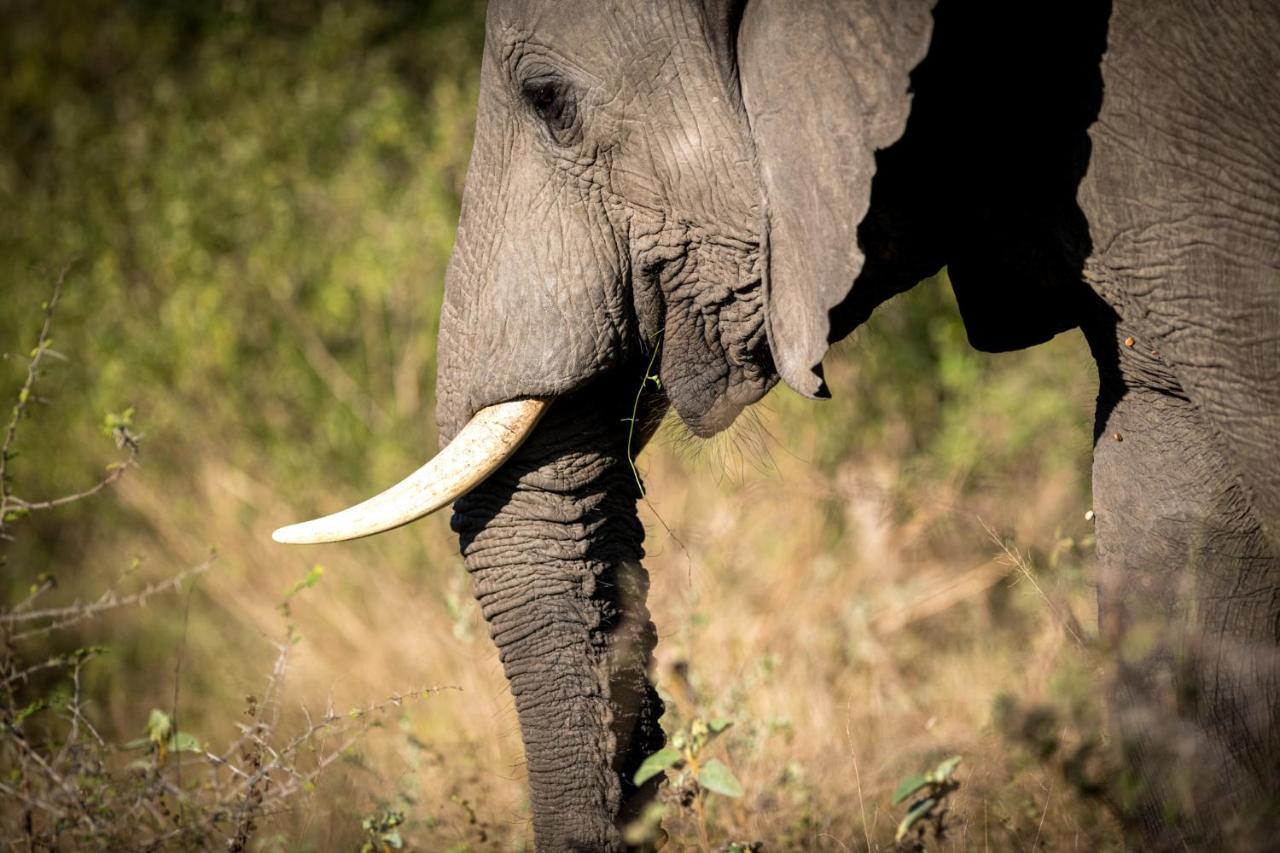Nkuhlu Tented Camp Скукуза Экстерьер фото