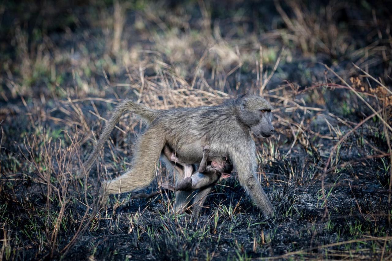 Nkuhlu Tented Camp Скукуза Экстерьер фото